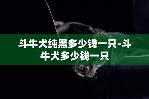 斗牛犬純黑多少錢一只-斗牛犬多少錢一只