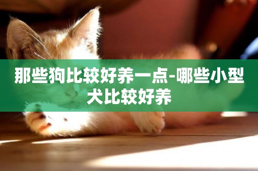 那些狗比較好養一點-哪些小型犬比較好養