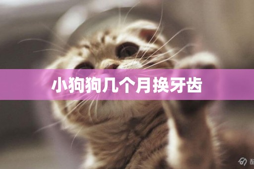 小狗狗幾個月換牙齒