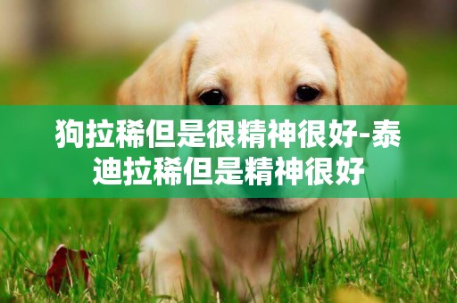 狗拉稀但是很精神很好-泰迪拉稀但是精神很好