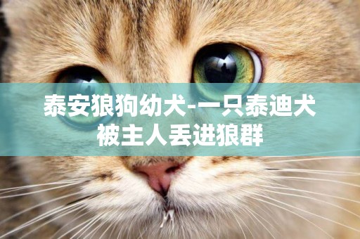 泰安狼狗幼犬-一只泰迪犬被主人丟進狼群
