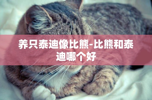 養只泰迪像比熊-比熊和泰迪哪個好