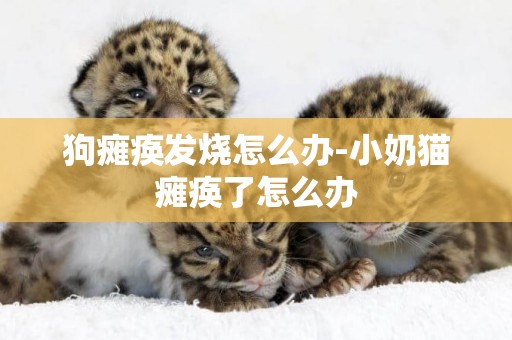狗癱瘓發燒怎么辦-小奶貓癱瘓了怎么辦