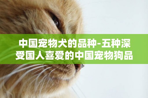 中國寵物犬的品種-五種深受國人喜愛的中國寵物狗品種