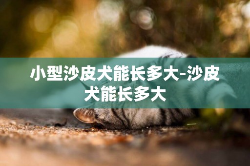 小型沙皮犬能長多大-沙皮犬能長多大