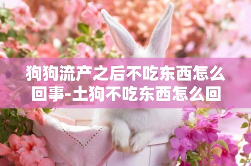 狗狗流產之后不吃東西怎么回事-土狗不吃東西怎么回事