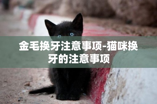 金毛換牙注意事項-貓咪換牙的注意事項