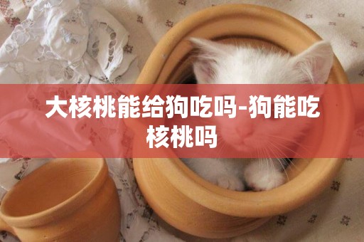 大核桃能給狗吃嗎-狗能吃核桃嗎
