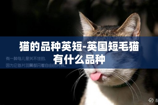 貓的品種英短-英國短毛貓有什么品種