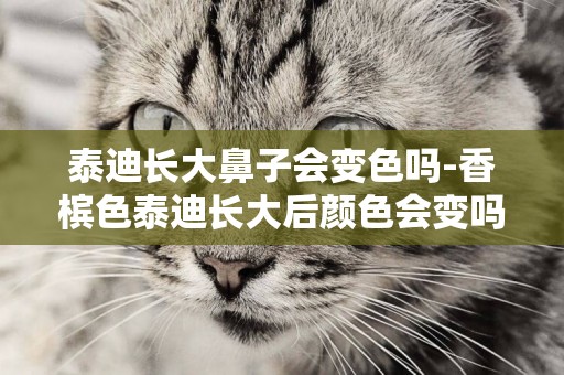 泰迪長大鼻子會變色嗎-香檳色泰迪長大后顏色會變嗎