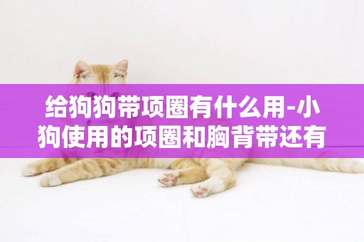 給狗狗帶項圈有什么用-小狗使用的項圈和胸背帶還有牽繩