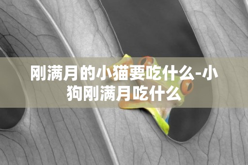 剛滿月的小貓要吃什么-小狗剛滿月吃什么