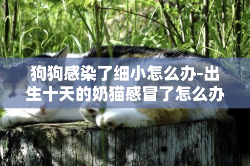 狗狗感染了細小怎么辦-出生十天的奶貓感冒了怎么辦