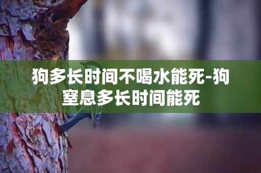 狗多長時間不喝水能死-狗窒息多長時間能死