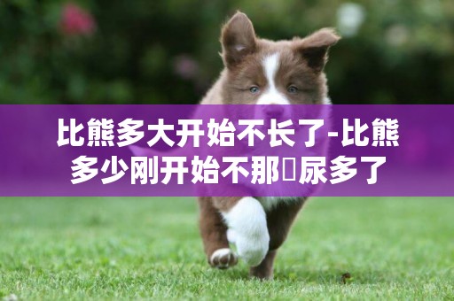 比熊多大開始不長了-比熊多少剛開始不那麼尿多了