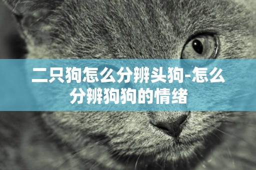 二只狗怎么分辨頭狗-怎么分辨狗狗的情緒