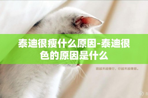 泰迪很瘦什么原因-泰迪很色的原因是什么