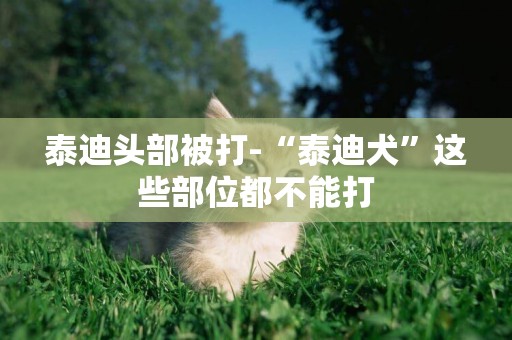 泰迪頭部被打-“泰迪犬”這些部位都不能打