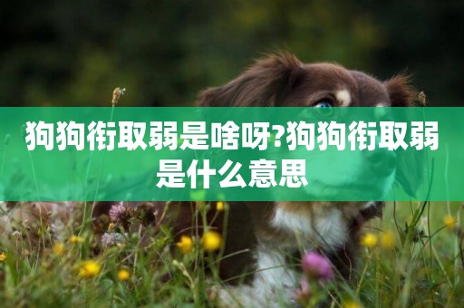 狗狗銜取弱是啥呀?狗狗銜取弱是什么意思