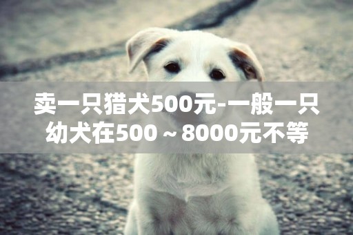 賣一只獵犬500元-一般一只幼犬在500～8000元不等