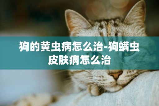 狗的黃蟲病怎么治-狗螨蟲皮膚病怎么治