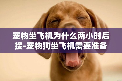 寵物坐飛機為什么兩小時后接-寵物狗坐飛機需要準備什么東西