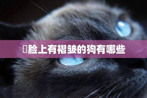 ?臉上有褶皺的狗有哪些