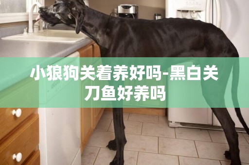 小狼狗關著養好嗎-黑白關刀魚好養嗎