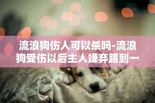 流浪狗傷人可以殺嗎-流浪狗受傷以后主人嫌棄踢到一邊