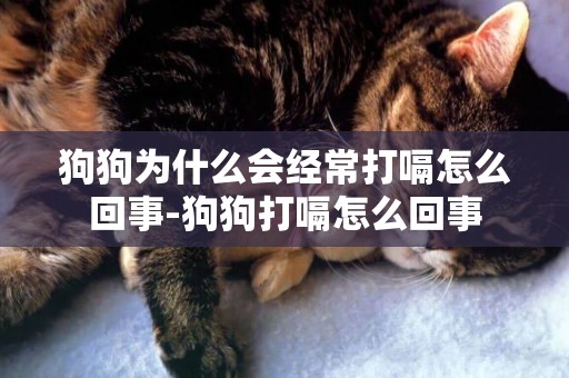 狗狗為什么會經常打嗝怎么回事-狗狗打嗝怎么回事