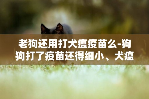 老狗還用打犬瘟疫苗么-狗狗打了疫苗還得細小、犬瘟