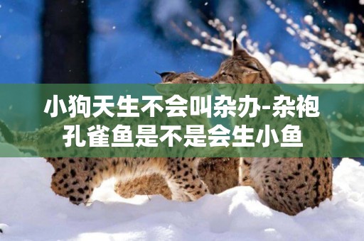小狗天生不會叫雜辦-雜袍孔雀魚是不是會生小魚