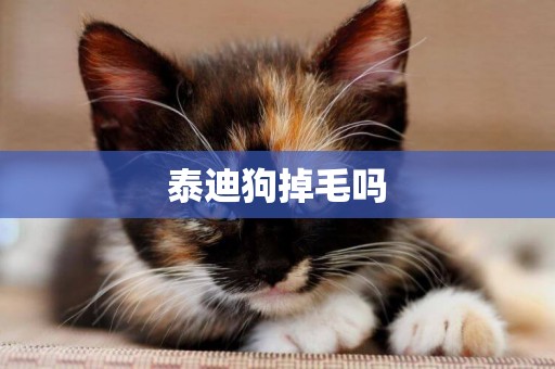 泰迪狗掉毛嗎