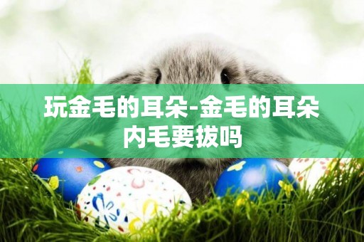 玩金毛的耳朵-金毛的耳朵內毛要拔嗎