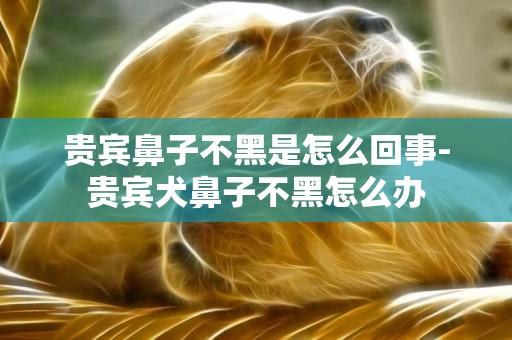 貴賓鼻子不黑是怎么回事-貴賓犬鼻子不黑怎么辦