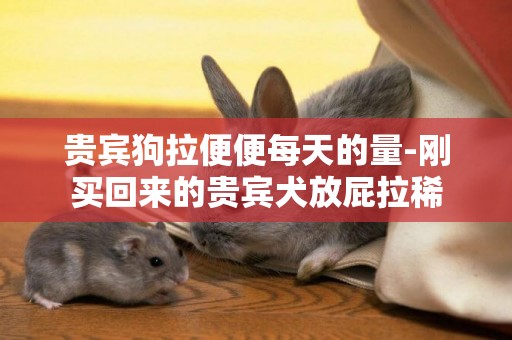 貴賓狗拉便便每天的量-剛買回來的貴賓犬放屁拉稀