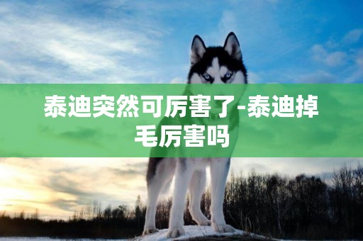 泰迪突然可厲害了-泰迪掉毛厲害嗎