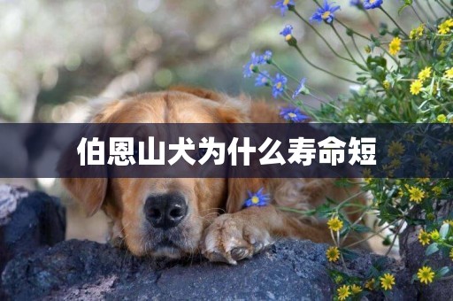 伯恩山犬為什么壽命短