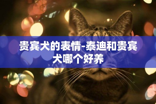 貴賓犬的表情-泰迪和貴賓犬哪個好養