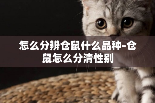 怎么分辨倉鼠什么品種-倉鼠怎么分清性別