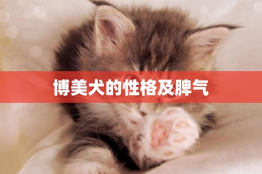 博美犬的性格及脾氣