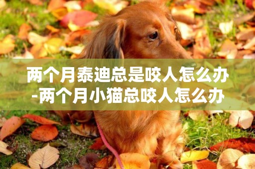 兩個月泰迪總是咬人怎么辦-兩個月小貓總咬人怎么辦