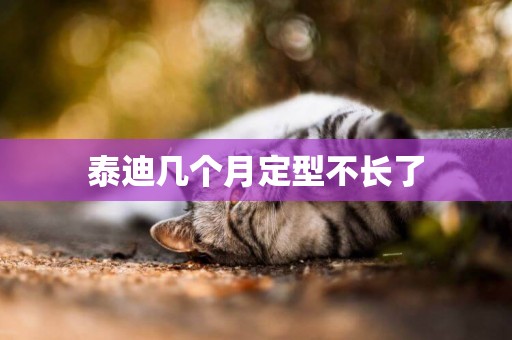 泰迪幾個月定型不長了