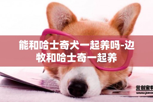 能和哈士奇犬一起養嗎-邊牧和哈士奇一起養