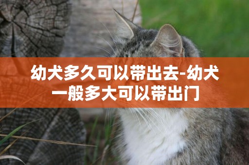 幼犬多久可以帶出去-幼犬一般多大可以帶出門