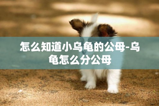怎么知道小烏龜的公母-烏龜怎么分公母