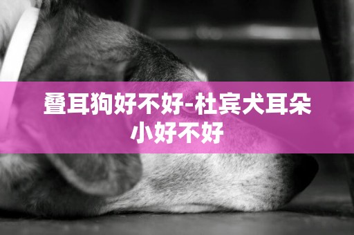 疊耳狗好不好-杜賓犬耳朵小好不好