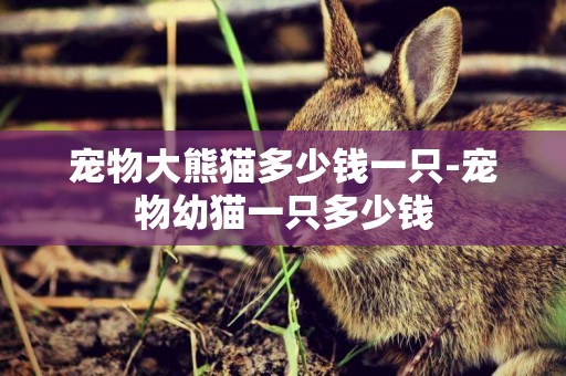 寵物大熊貓多少錢一只-寵物幼貓一只多少錢