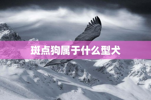 斑點狗屬于什么型犬