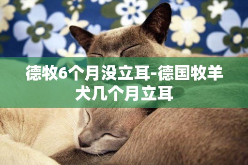 德牧6個月沒立耳-德國牧羊犬幾個月立耳